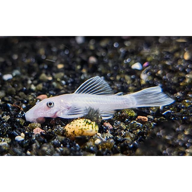 Ancistrus Snow White 4-6cm
