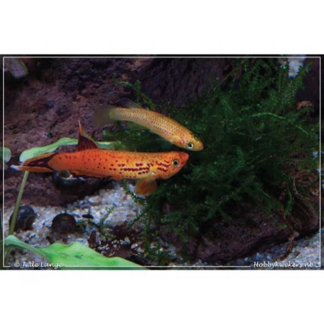 COPPIA Aphyosemion australe gold 3-4cm
