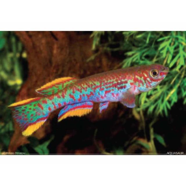 COPPIA Aphyosemion Gardneri nigerian red 2-4cm