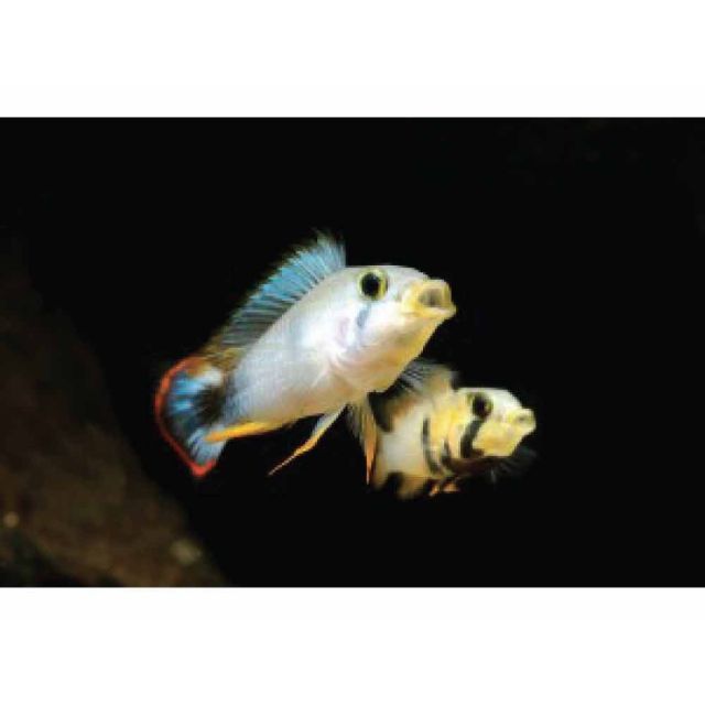 COPPIA Apistogramma Panduro 4-5cm