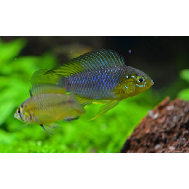 COPPIA Apistogramma Borelli 2-3cm