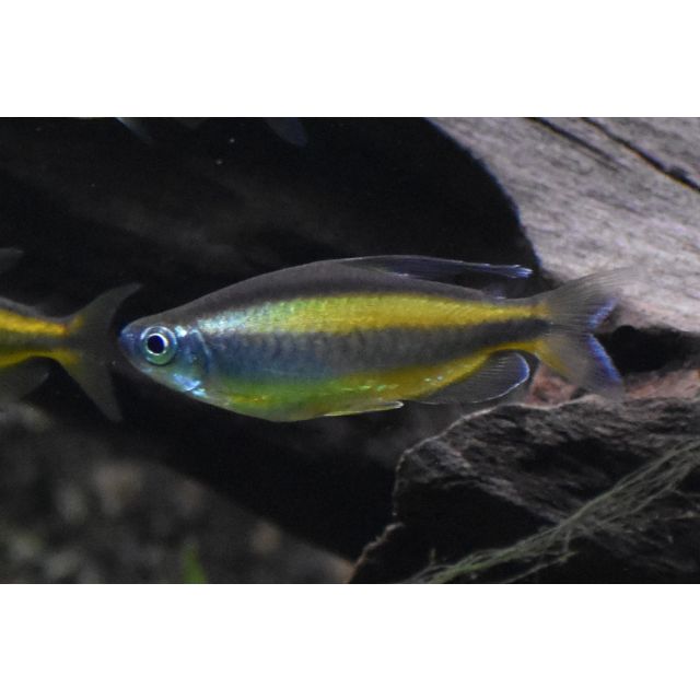 Phenacogrammus Aurantiacus 5-6cm