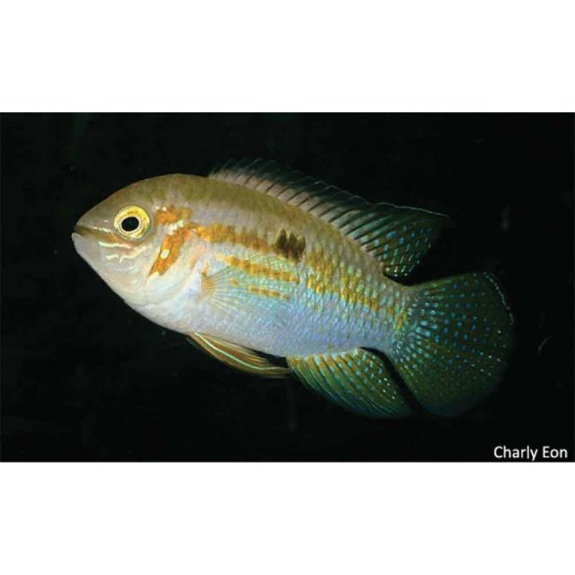 Laetacara Araguaiae 3-4cm