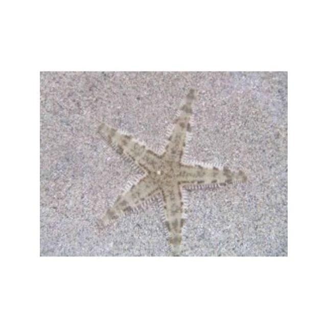 Archaster sp.