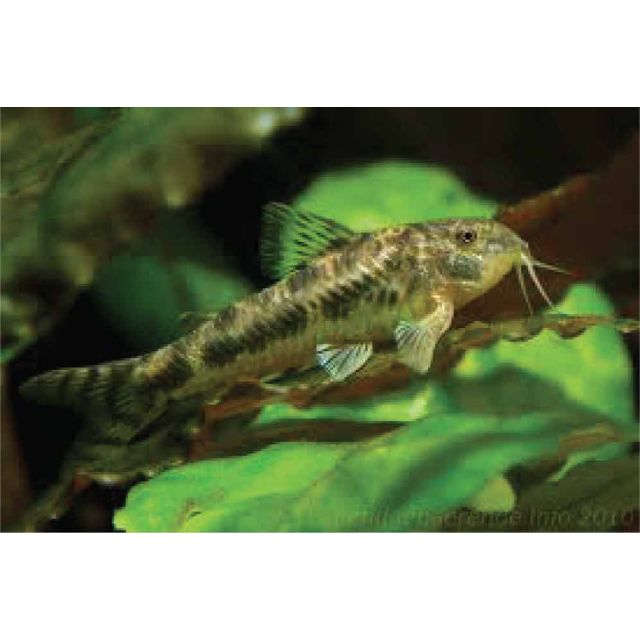 Aspidoras spilotus
