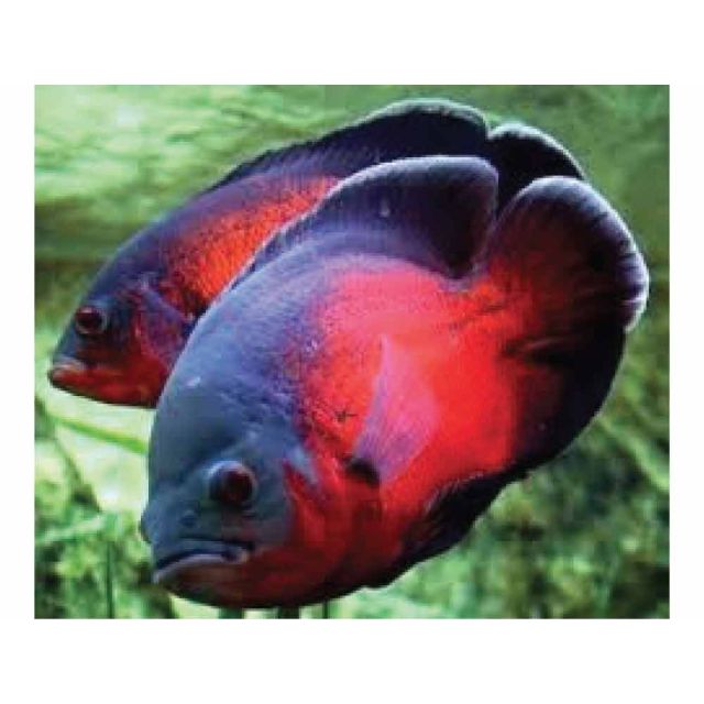 Astronotus occellatus Red 3-4cm