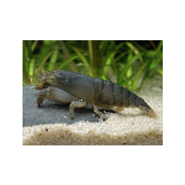Atyopsis gabonensis XL 9-10cm