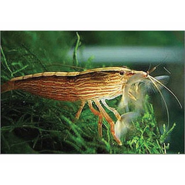 Atyopsis Moluccensis 4-6cm