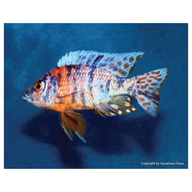 Aulonocara Marmalade 7-10cm