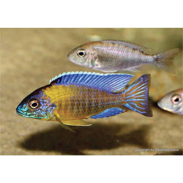 Aulonocara stuartgranti blue neon 5-6cm