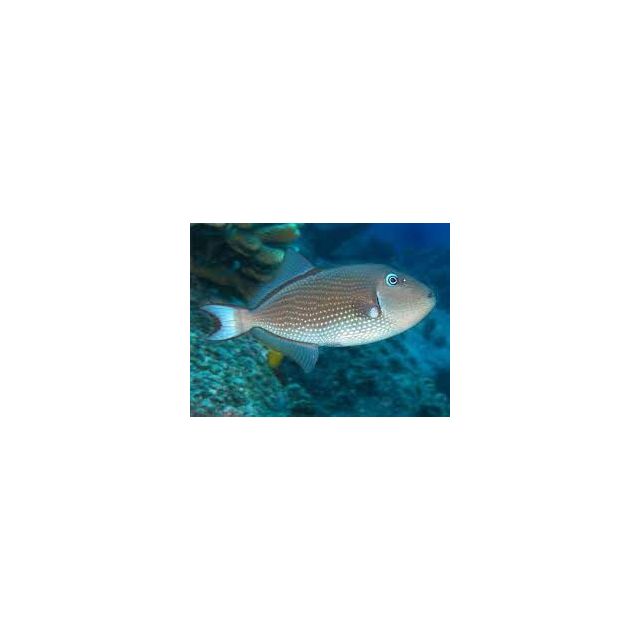 Xanthichthys auromarginatus FEMMINA 7/10cm