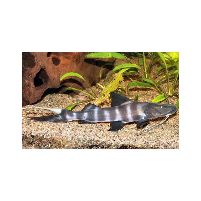 Brachyplatystoma juruense 10-12cm