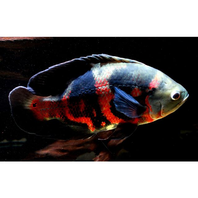 Astronotus sp. "Bahia red" 5-7cm