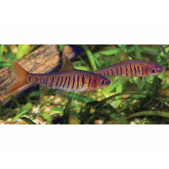 Barbus Barilioides 2-3cm