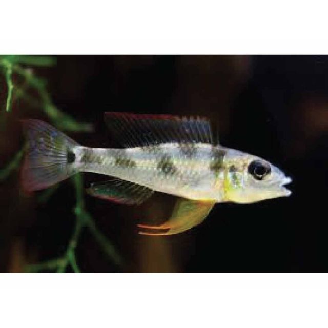 Biotoecus opercularis BRED 4cm