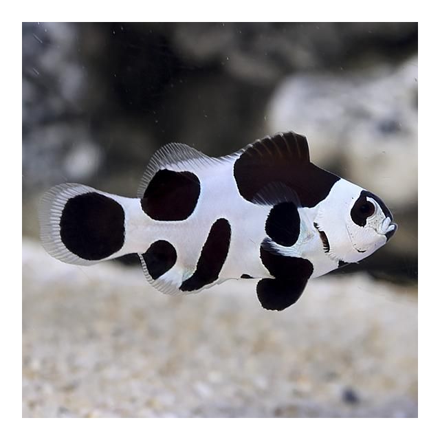 Amphiprion ocellaris black storm 5cm ALLEVATI