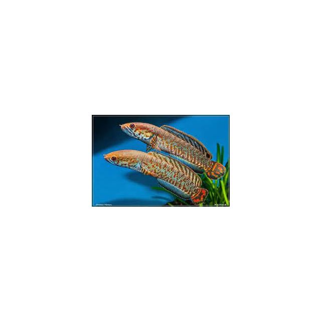 Channa bleheri 8-10cm