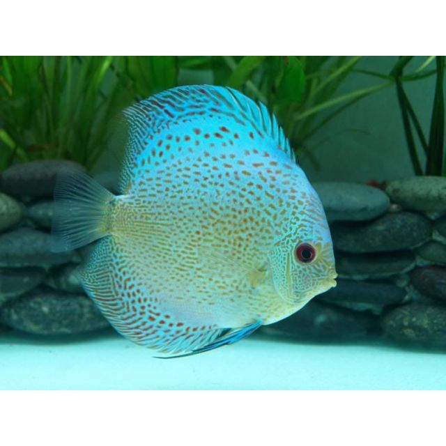 Skorpion blue 8/9cm