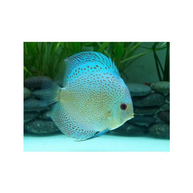 Skorpion blue 4/6cm