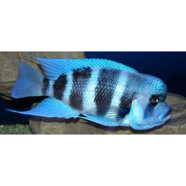 Cyphotilapia Frontosa blue zaire Moba 6-7cm