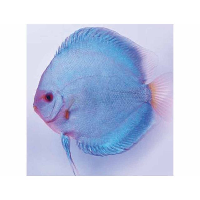 Discus Blue Diamond 8/9cm