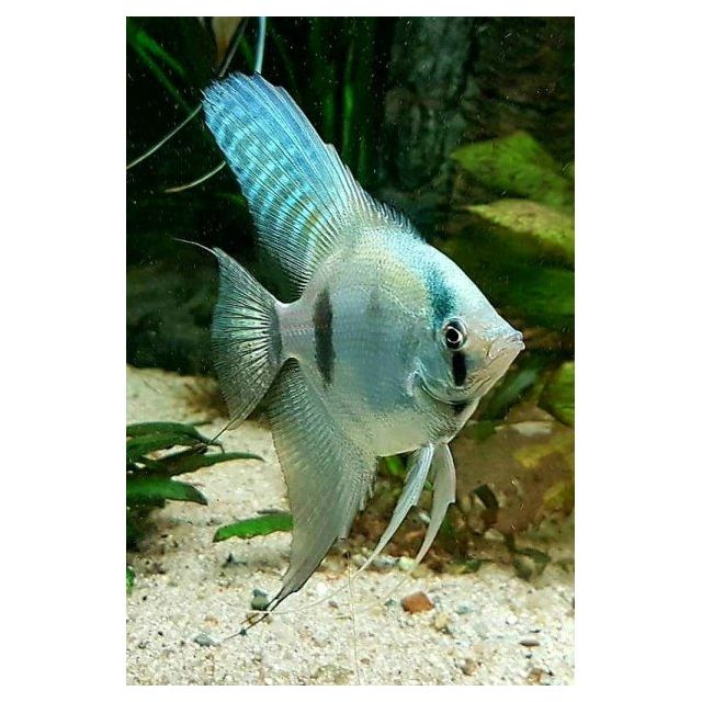 Scalare Blue 3cm