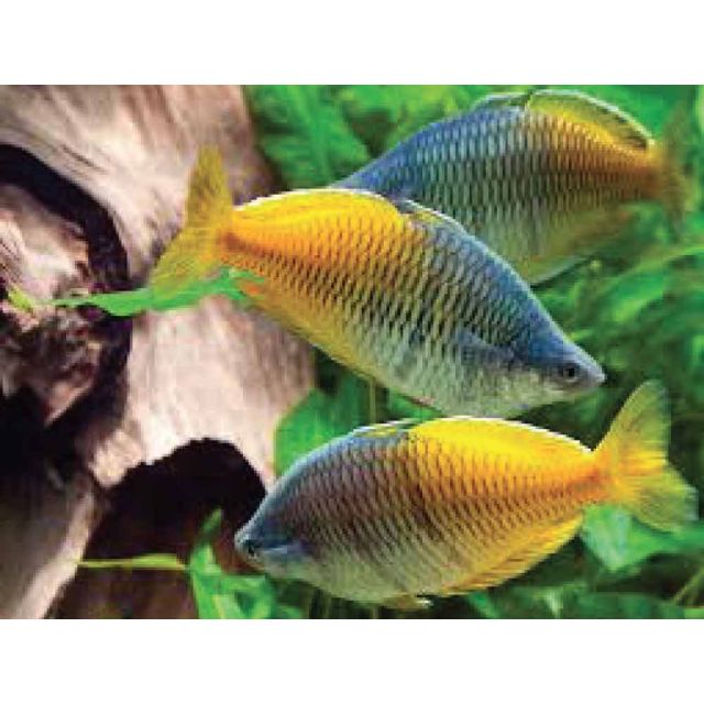 Melanotaenia boesemani 3-5cm