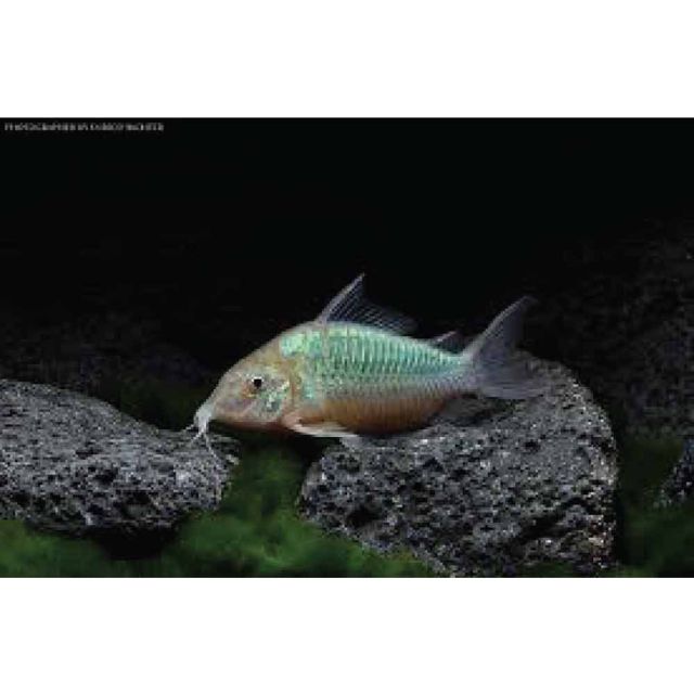 Brochis Splendens 3-5cm