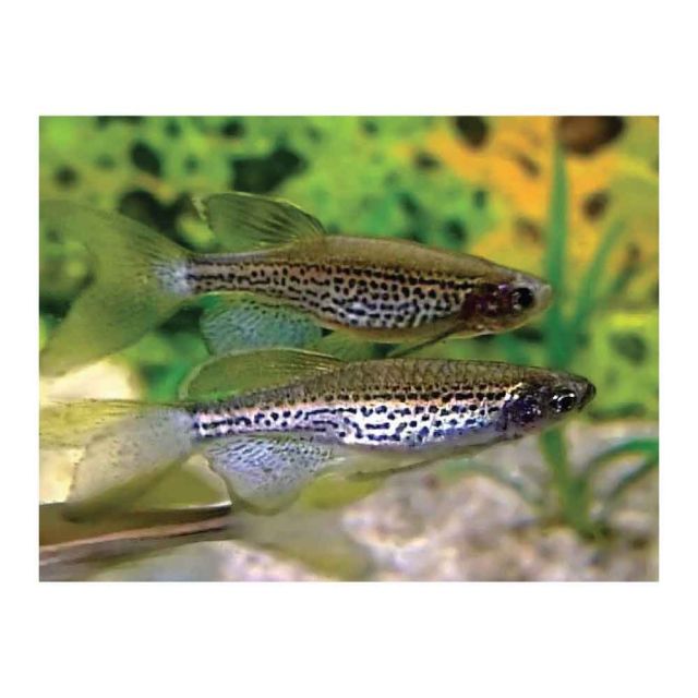 Brachydanio frankei long fin 3cm