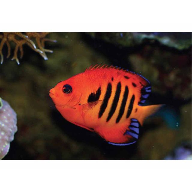 Centropyge loriculus 5/6cm