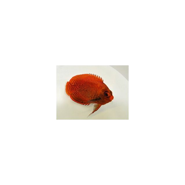 Centropyge aurantius 5/6cm