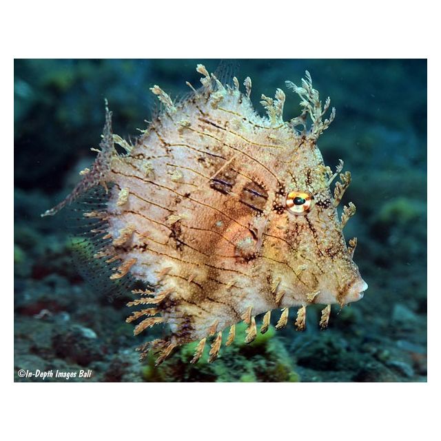 Chaetodermis Penicilligerus 7-10cm