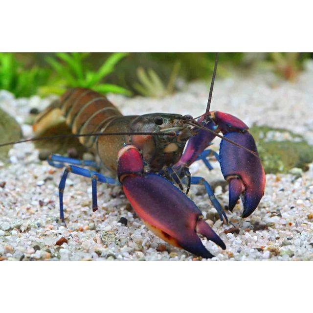 Cherax Boesemani 5-7cm