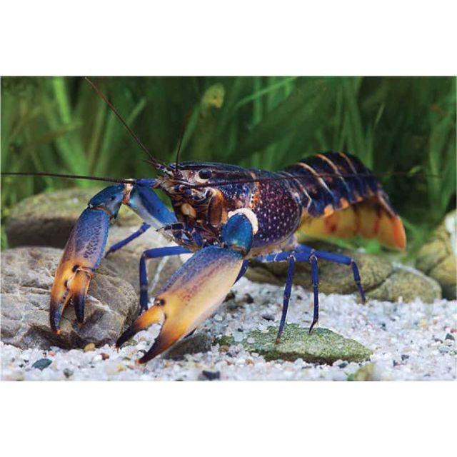 Cherax gherardii 6-8cm
