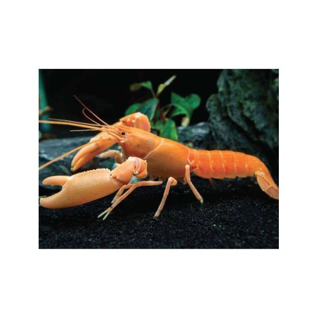Cherax holthuisi BABY 3cm