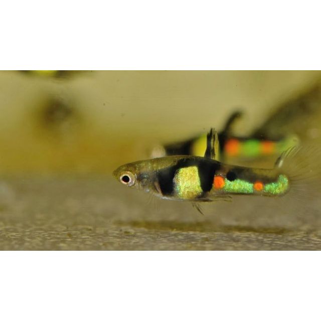 COPPIA Guppy Endler tiger campoma 1-1,5cm