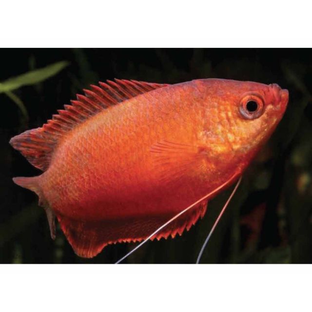 Colisa labiosa rubin red 4-5cm