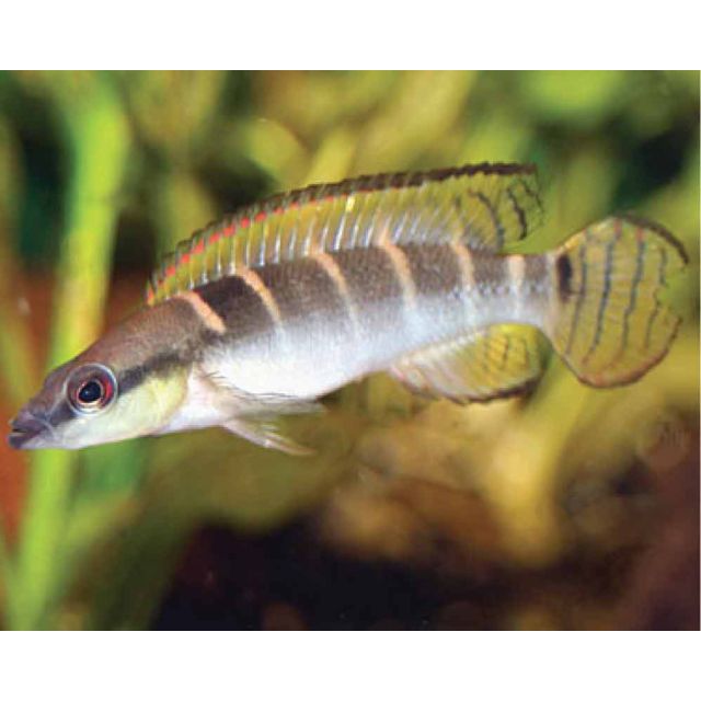 Crenicichla compressiceps 5-7cm