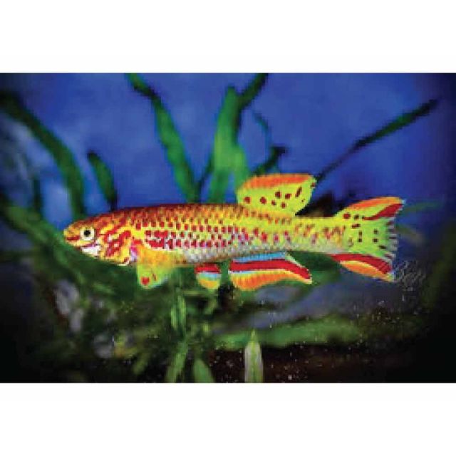 COPPIA Aphyosemion Gardneri Gold 3-4cm
