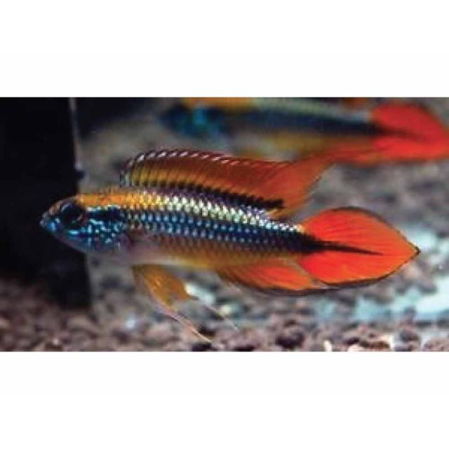 COPPIA Apistogramma Agassizii Double red  5-6cm XXL