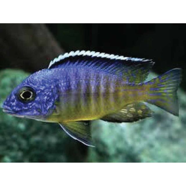 Aulonocara Hueseri 7-9cm