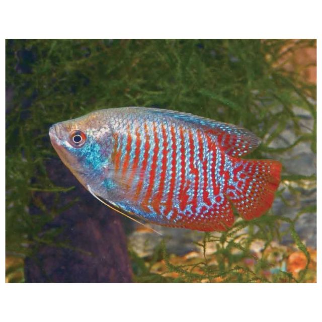  Colisa Lalius 4/5cm