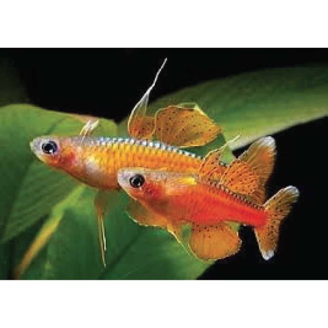  Pseudomugil luminatus "red neon" 1-2cm