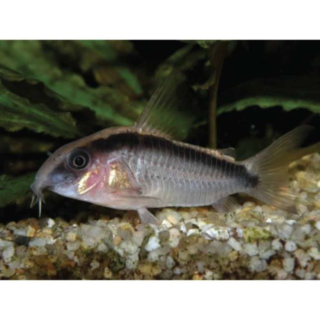 Corydoras arcuatus 2-3cm