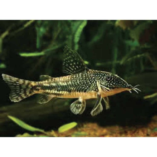 Corydoras barbatus 4-5cm