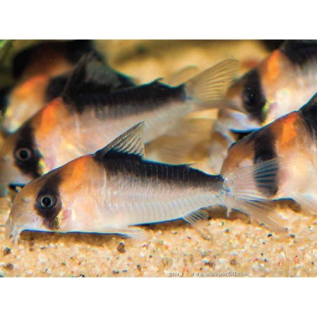 Corydoras duplicareus 3-4cm
