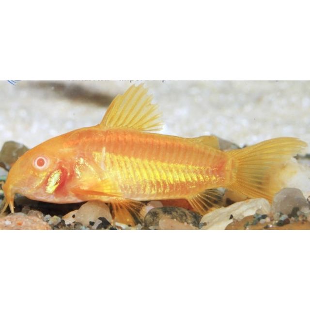 Corydoras cw10 neon gold stripe Albino 2-3cm