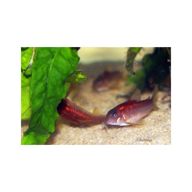 Corydoras Aeneus CW023 "Red Stripe"