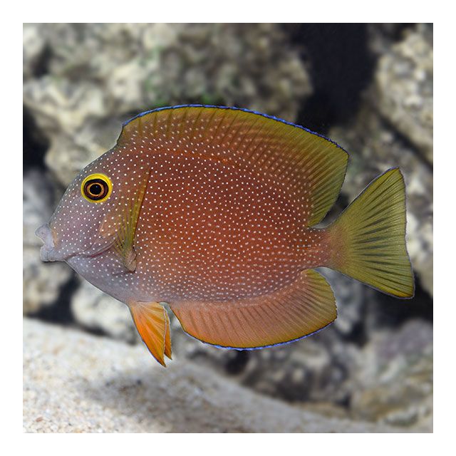 Ctenochaetus truncatus 6/7cm