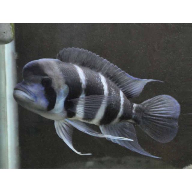 Cyphotilapia Frontosa 6 STRIPE BURUNDI 3-4cm